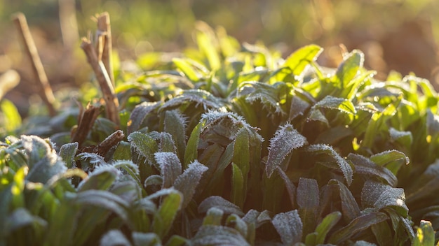 Piante verdi in una gelida mattina di sole, freddo