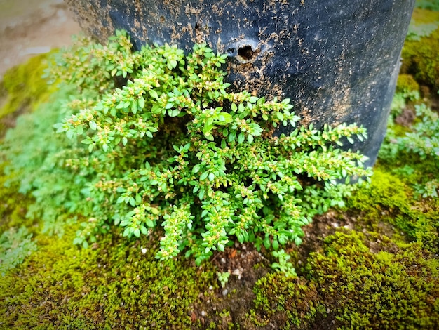 Piante verdi in vasi di fiori