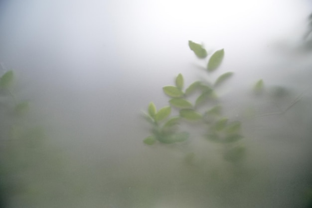 Piante verdi nella nebbia con steli e foglie dietro il vetro smerigliato