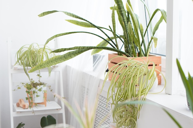 piante verdi sulla finestra di un moderno appartamento o ufficio