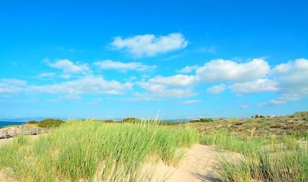 Piante verdi sulle dune di sabbia di Platamona Sardegna