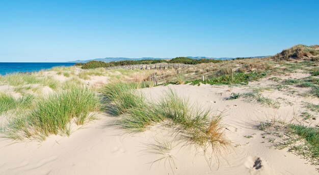 Piante verdi sulle dune di sabbia nella spiaggia di Platamona