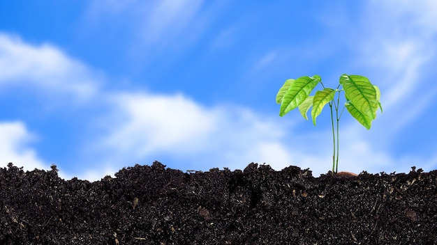 Piantina che cresce da terreno fertile fino al mattino luce del sole splendente coltivazione e piante organiche concetto di ecologia Giovane albero con sfondo blu cielo