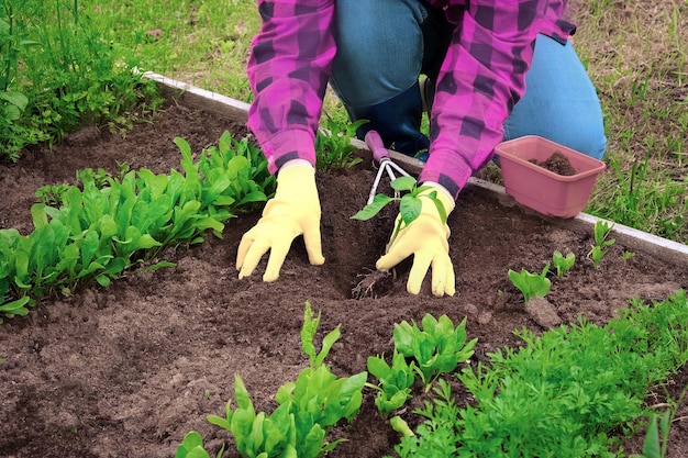 Piantina del giardiniere giovane pianta vegetale nel terreno fertile Le mani della donna in guanti gialli e camicia color magenta fanno giardinaggio Coltivatore femminile che pianta pepe nel terreno Coltivazione biologica