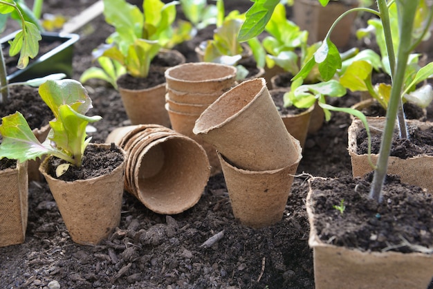 Piantina di lattuga cresce in una pentola di torba e pronta per essere piantata in giardino