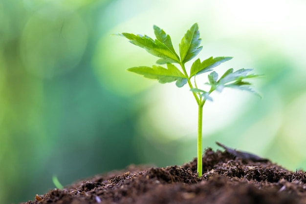 Piantine che crescono terreno fertileGiovani piante che crescono seme step natura