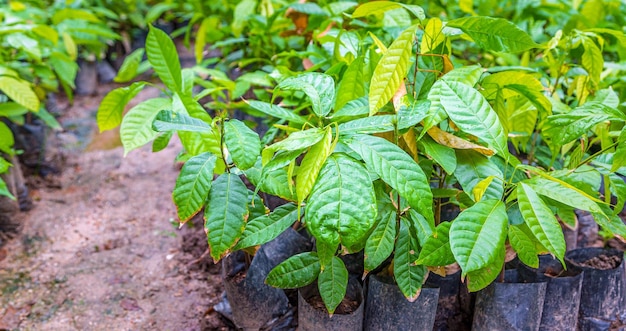 Piantine di alberi di cacao nel vivaio da preparare per la semina