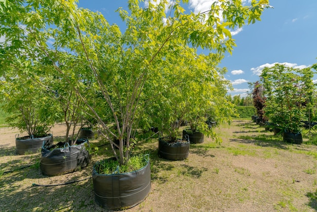Piantine di alberi in vendita Giovani alberi da piantare nel terreno