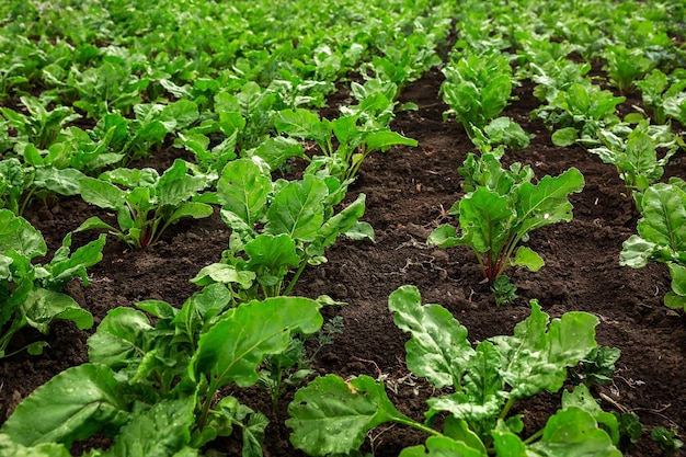 Piantine di barbabietola piantate Orto agricoltura affari rurali