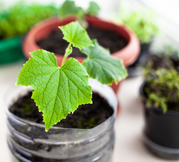 Piantine di cetrioli e piante in vasi di fiori vicino alla finestra, un primo piano foglia verde. Coltivare cibo in casa per uno stile di vita ecologico e sano. Piantine in crescita a casa nella stagione fredda