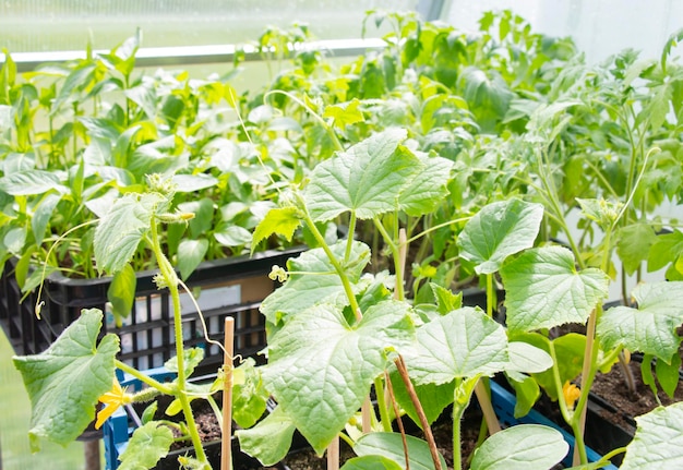 Piantine di cetrioli in scatole prima di piantare nel terreno Verdi di condimento saturi di vitamine