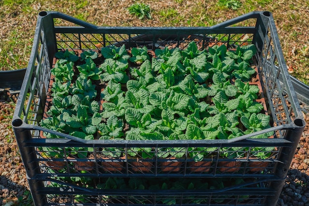 Piantine di fiori di primula primaverile in scatole che preparano piante per piantare nel parco Ciao primavera paesaggistica urbana giardinaggio o lavoro stagionale