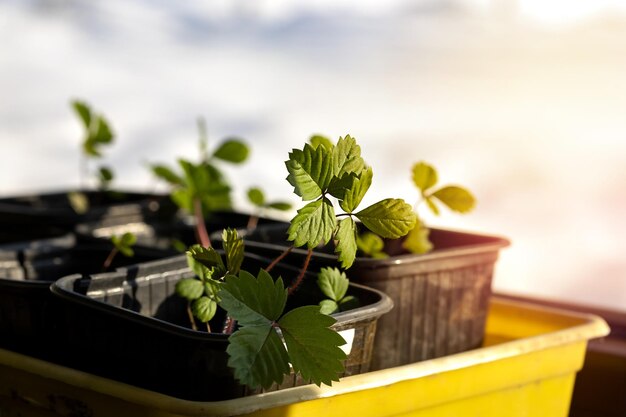 Piantine di fragole in una scatola da giardino al sole