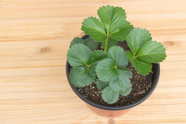 Piantine di fragole in vaso su uno sfondo di legnoconcetto per la cura