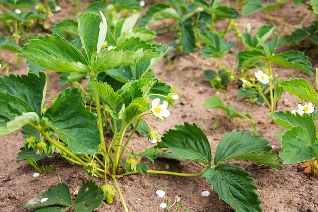 Piantine di fragole verdi nel primo piano del giardino