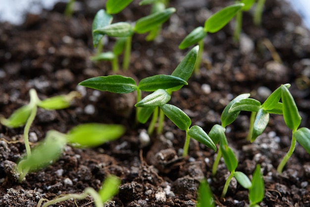 piantine di germogli verdi. stagione primaverile. coltivazione di piante