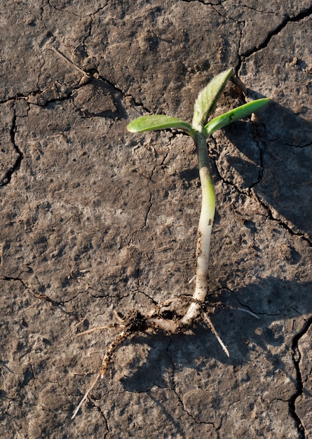 Piantine di girasole a terra con le radici nel campo, controllando l'agronomo