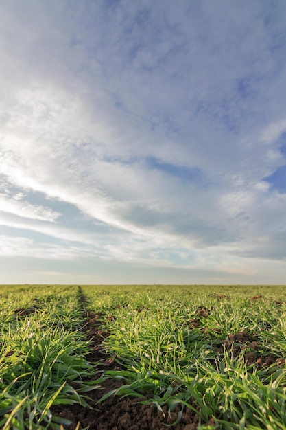 Piantine di grano che crescono in un campo. Giovane grano verde che cresce nel suolo.