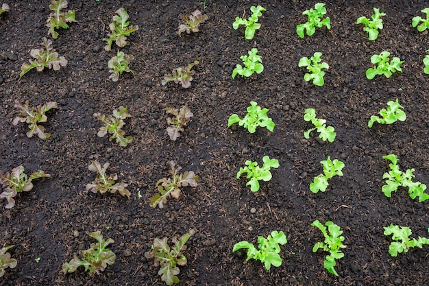 Piantine di insalata disposte in trame vegetali