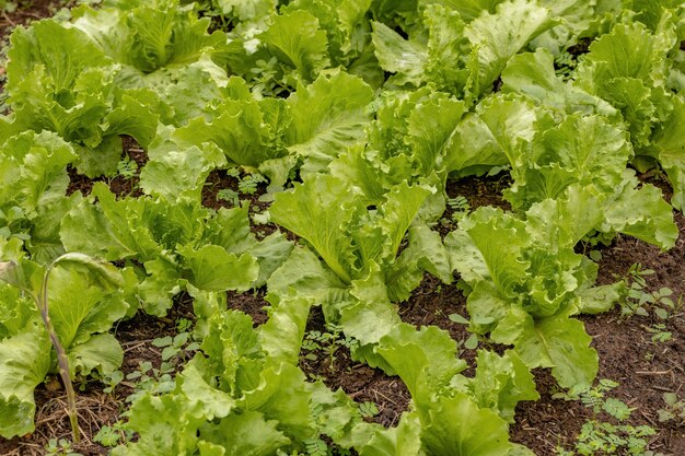 Piantine di lattuga verde coltivate nel terreno