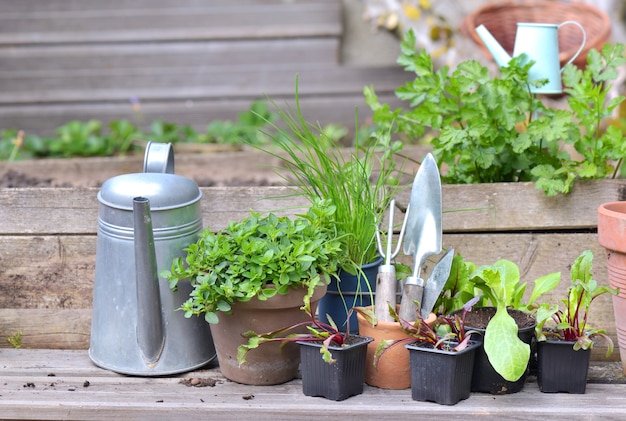 Piantine di ortaggi e piante aromatiche con attrezzature da giardinaggio su una tavola in un giardino