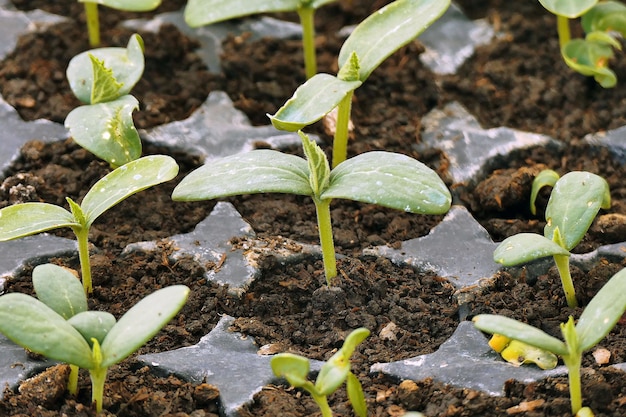 Piantine di ortaggi in crescita per l'orto hobby piantine di ortaggi in plastica viola