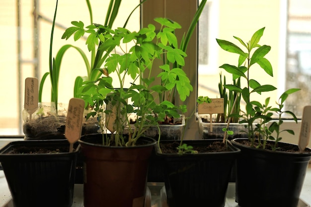 Piantine di ortaggi in vaso sul davanzale di casa Alimenti biologici e agricoltura