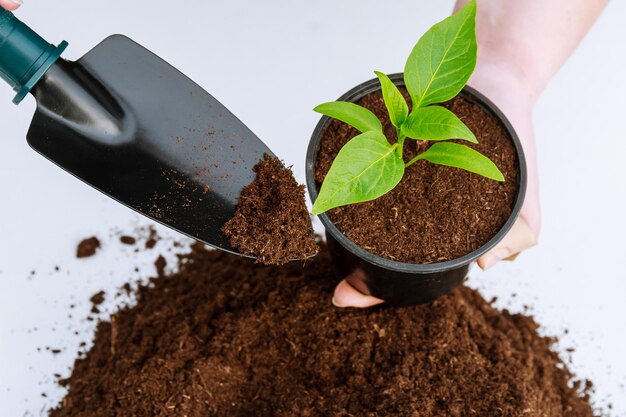 Piantine di paprica dolce in un vaso di plastica e un mucchio di terra fertile su sfondo bianco