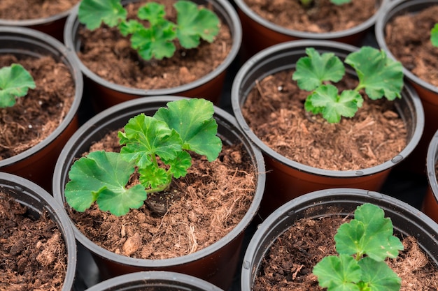 Piantine di pelargonium che vengono ripiantate in vasi