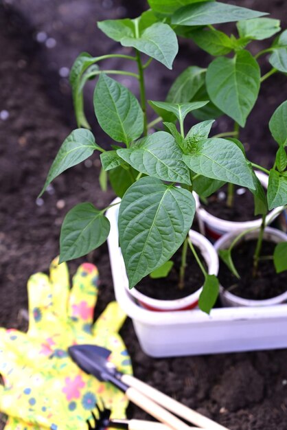 Piantine di pepe pronte per il trapianto Il concetto di prendersi cura delle piante