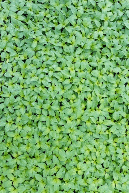 Piantine di peperone, foglie giovani di peperone, piantine primaverili. Germogli di pepe.