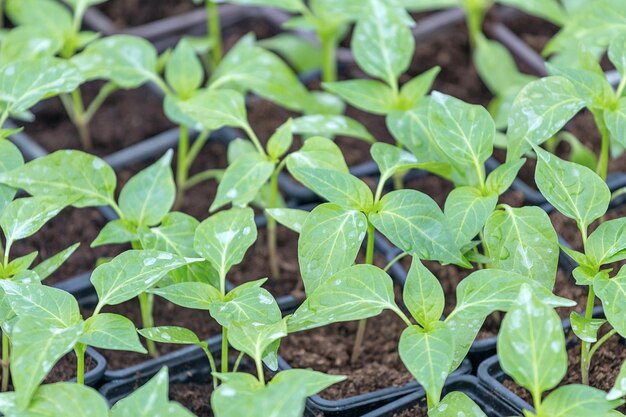 Piantine di peperone, foglie giovani di peperone, piantine primaverili. Germogli di pepe.