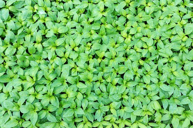 Piantine di peperone, foglie giovani di peperone, piantine primaverili. Germogli di pepe.