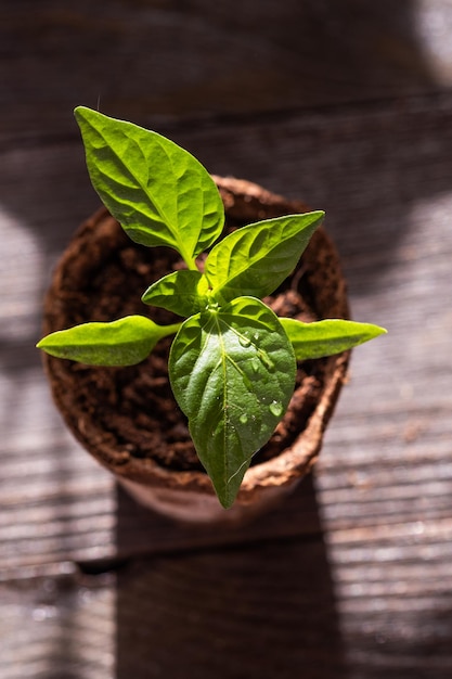 Piantine di peperoni in vasi di torba su uno sfondo di legno Concetto di giardinaggio primaverile