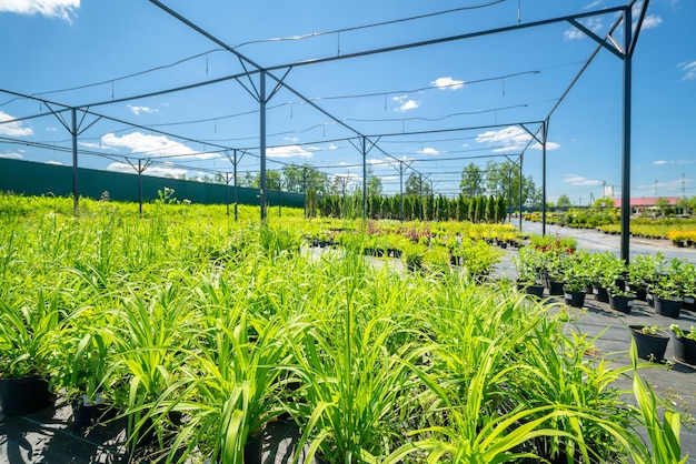 Piantine di piante in vendita Giovani germogli da piantare nel terreno