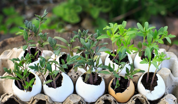 Piantine di pomodori nel guscio d&#39;uovo. Allevamento vegetale in gusci d&#39;uovo