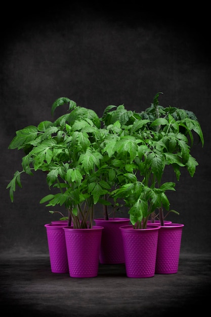 Piantine di pomodoro in tazze rosa su sfondo scuro