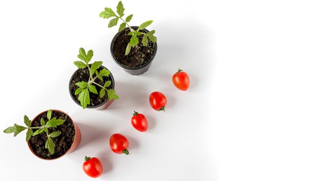 Piantine di pomodoro in una pentola e frutti di pomodoro su uno sfondo bianco, copia dello spazio.