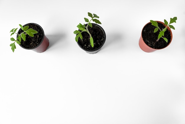 Piantine di pomodoro in vaso su sfondo bianco, copia dello spazio.