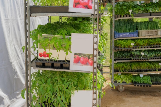 Piantine di pomodoro in vendita