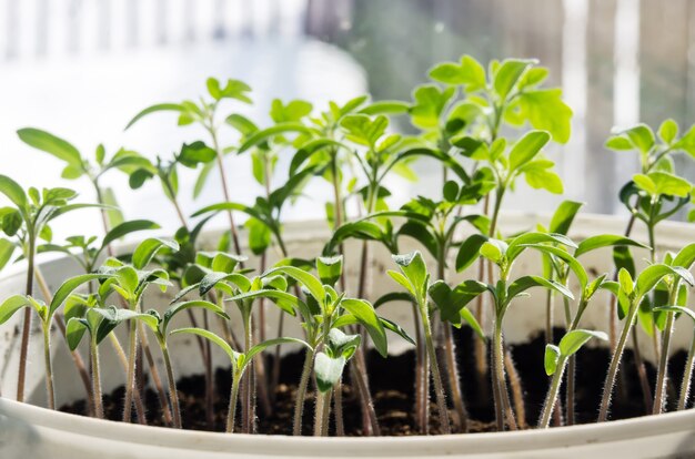 Piantine di pomodoro sulla finestra