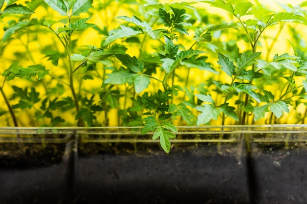 Piantine di pomodoro verde in forma plastica su sfondo giallo Ecologia