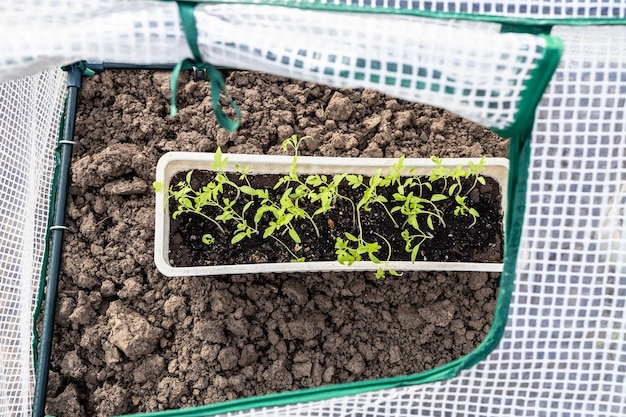 Piantine di pomodoro verde in scatola in serra aperta