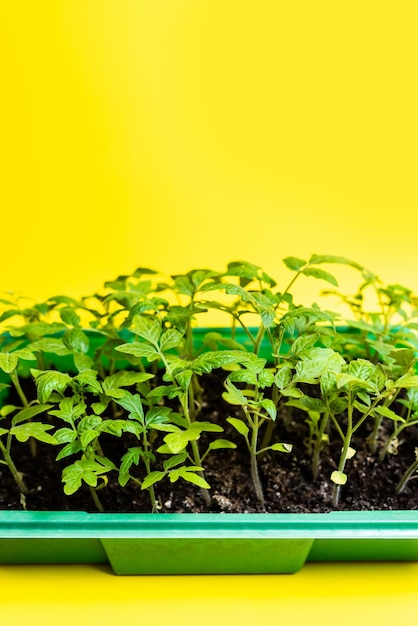 Piantine di pomodoro verde in una forma di plastica verde su sfondo giallo Ecologia