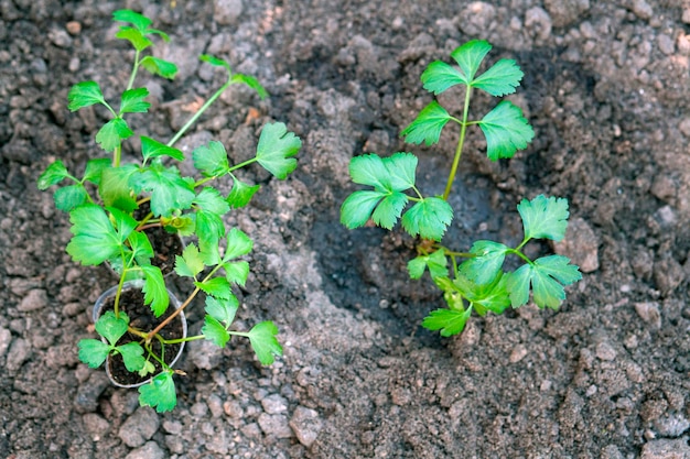 Piantine di sedano in una scatola a terra