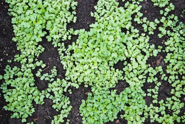 Piantine di Sinapis alba nel letto del giardino Piante di senape concime verde raccolto fertilizzante naturale