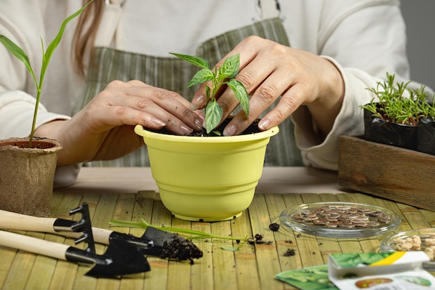 Piantine di trapianto di belle mani femminili