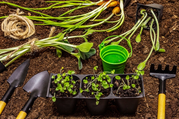 Piantine e strumenti di giardino verdi sul fondo del suolo. Pronto per la semina in piena terra. Concetto di cura delle piante