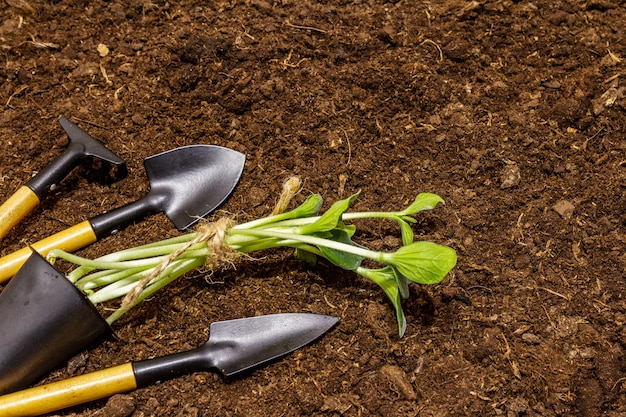 Piantine e strumenti di giardino verdi sul fondo del suolo. Pronto per la semina in piena terra. Concetto di cura delle piante