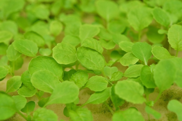 Piantine il seme di insalata nella spugna con acqua per piantare nel sistema idroponico